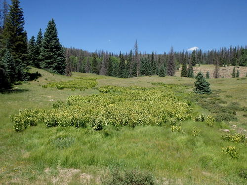 GDMBR: Mule Ear, side view.